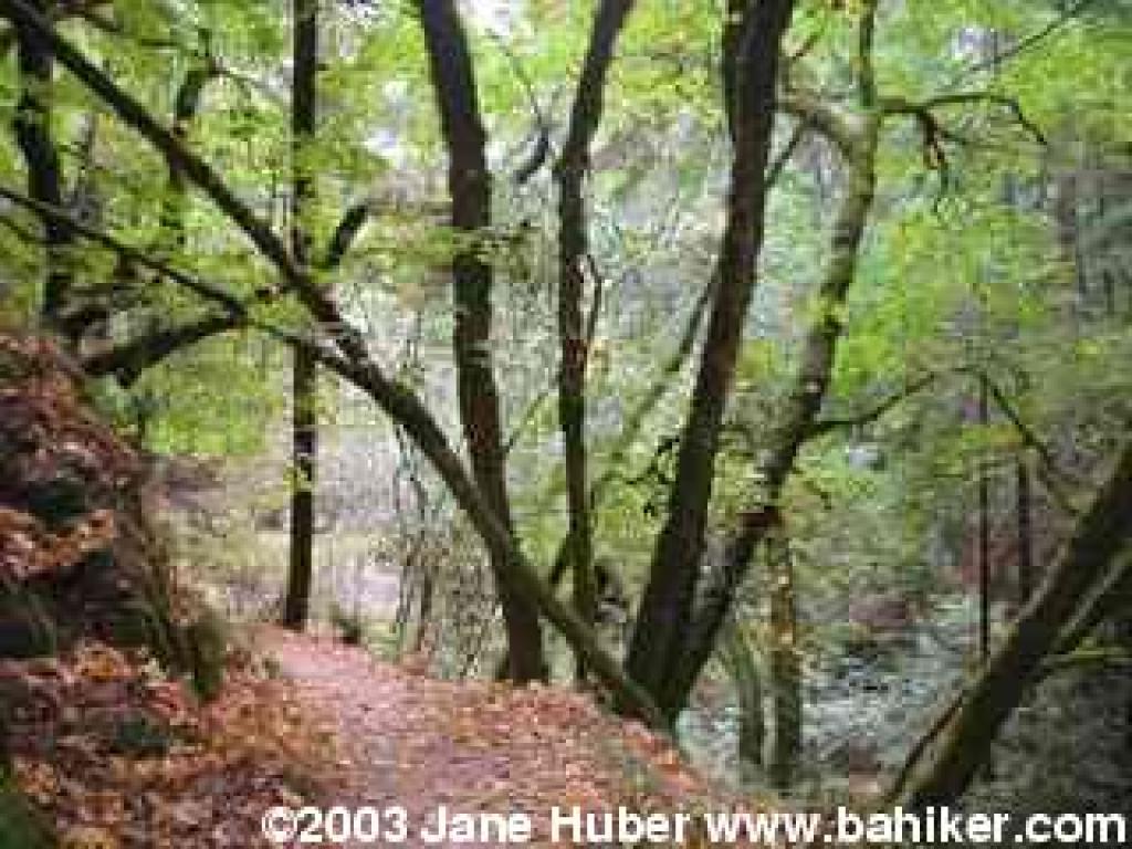 Maples leaves on Bootjack Trail