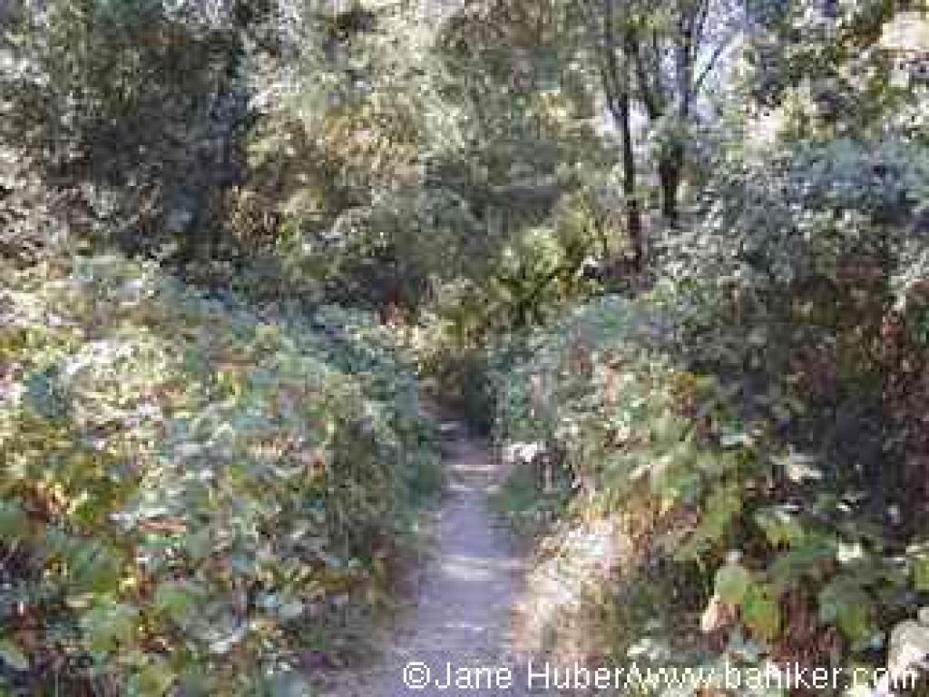 A tangle of vegetation along the trail