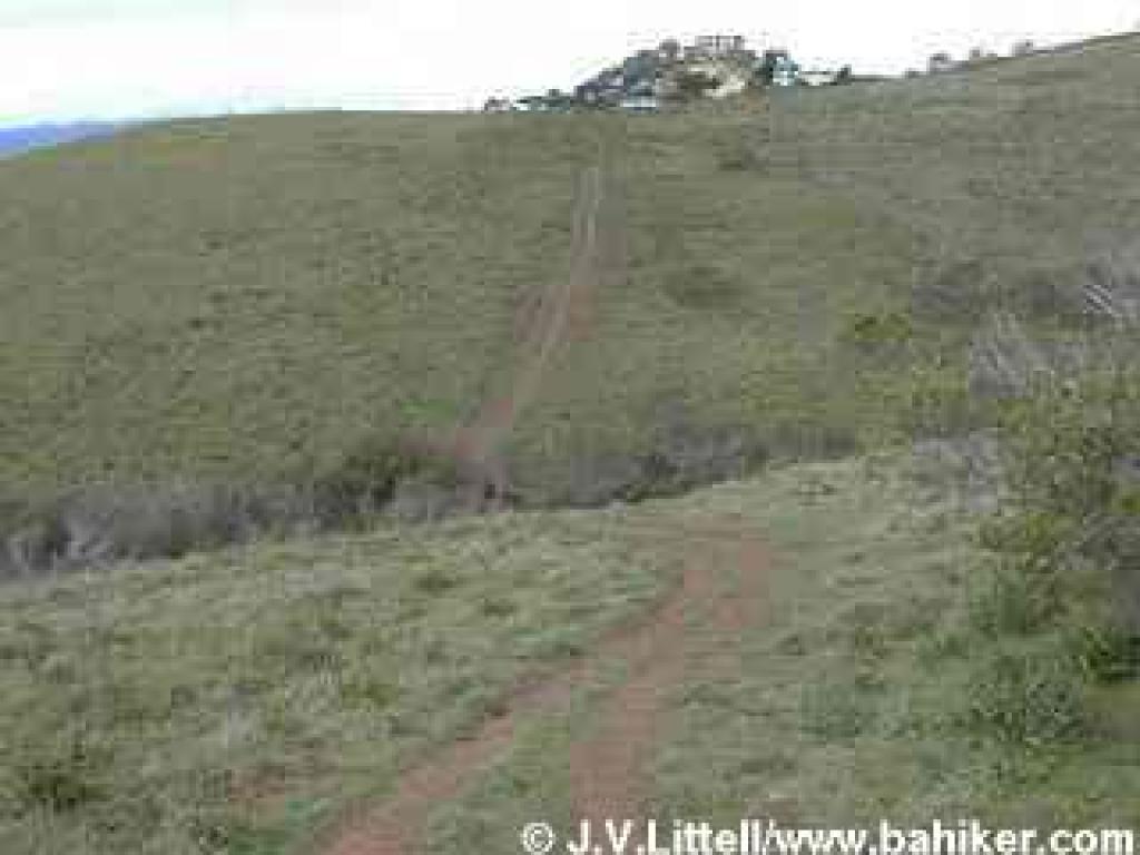 Path through grassland