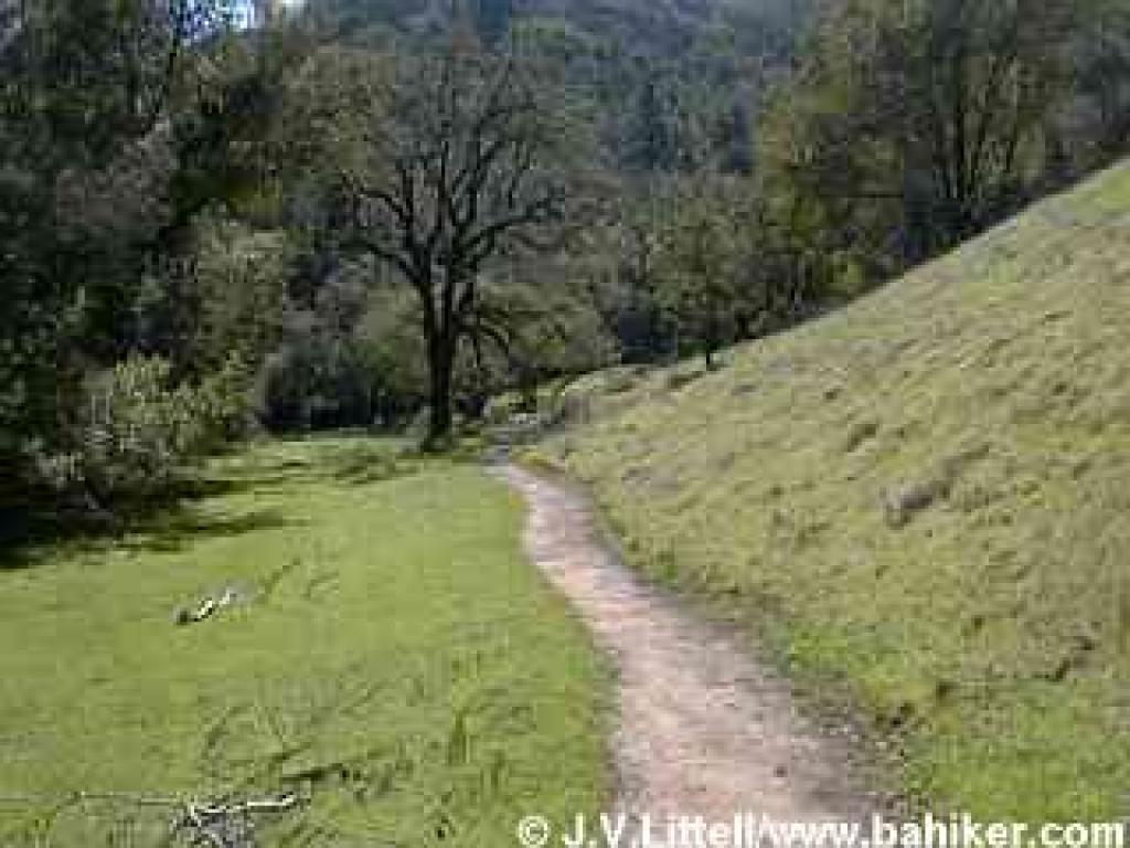 Hidden Meadow