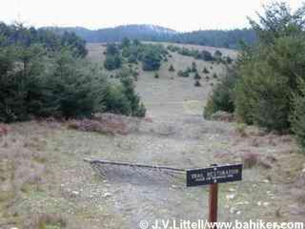 Restoration area on Mount Wittenbery