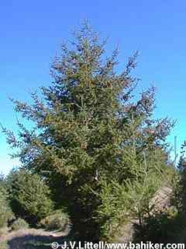 Douglas fir photo