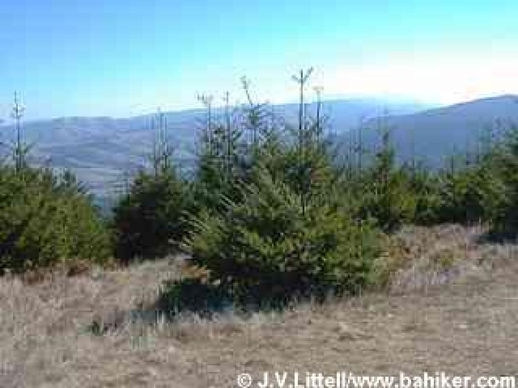 The summit