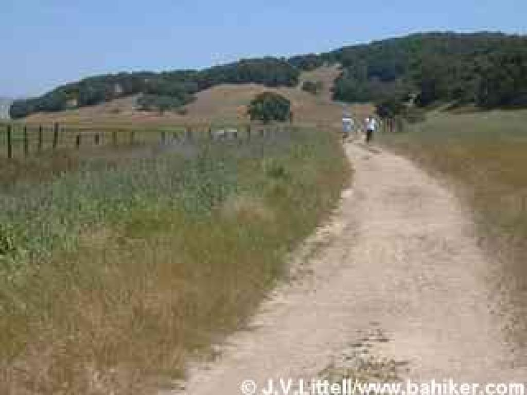 Photo  of the marsh