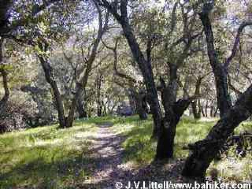 Hilltop woods