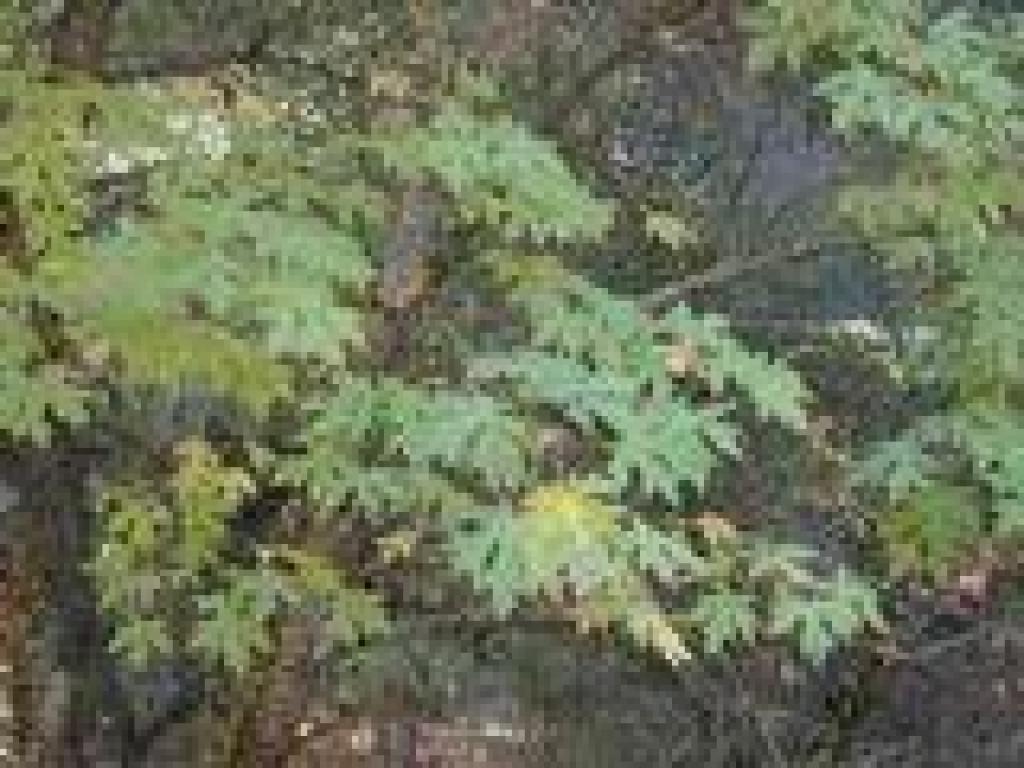 Bigleaf maple leaves