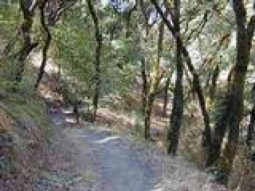 Creekside Trail