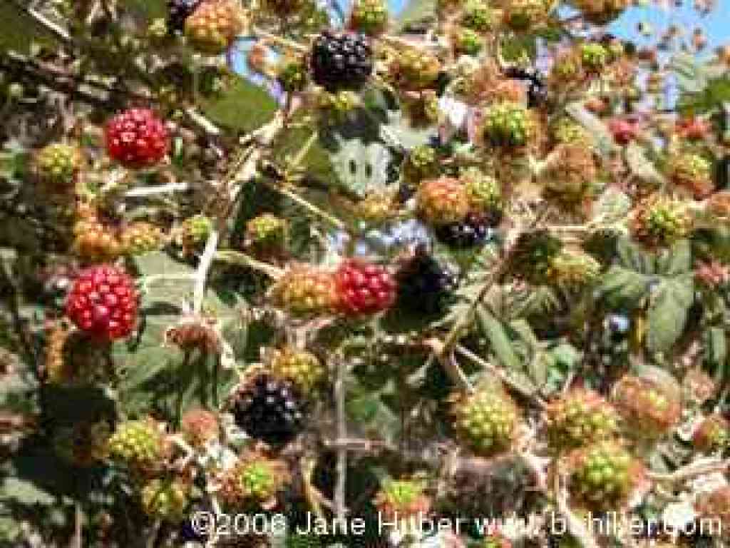 Berries ripening in the summer heat