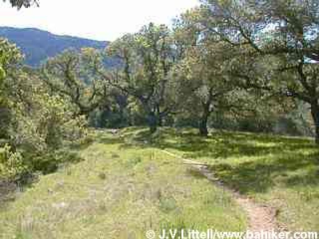 Photo of Pumpkin Ridge Trail