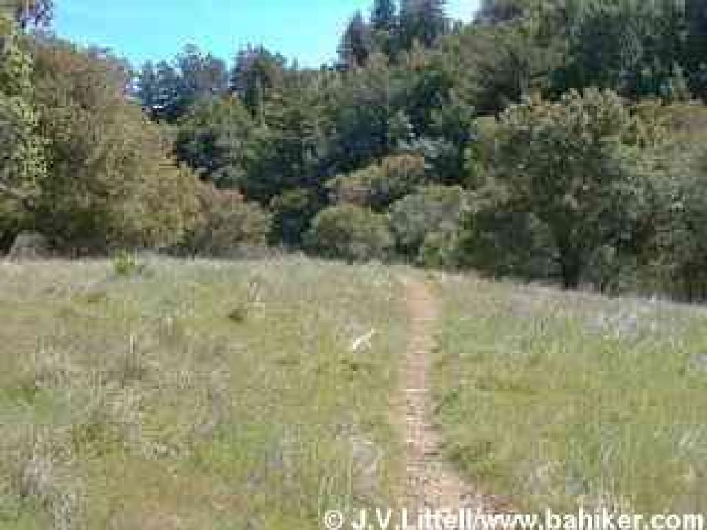 Photo of Madrone Trail