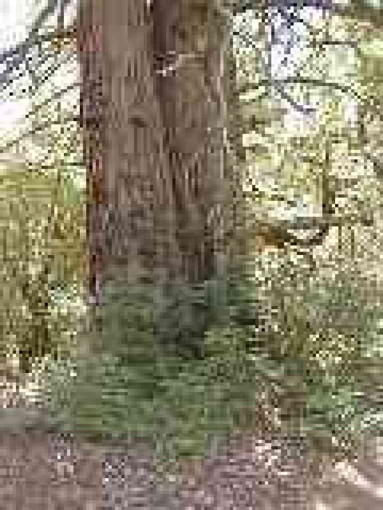 Huge redwood