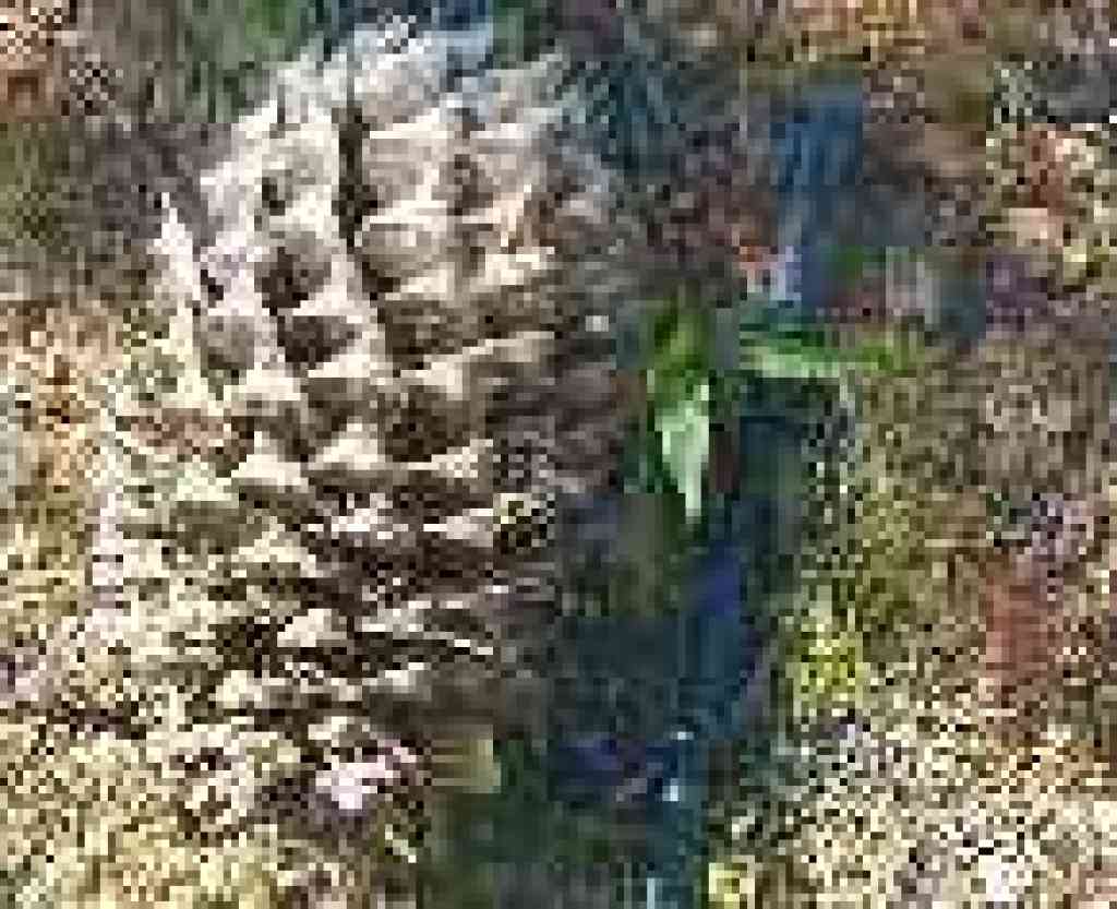 Coulter pinecone