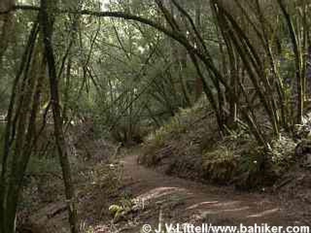 Bill's Trail