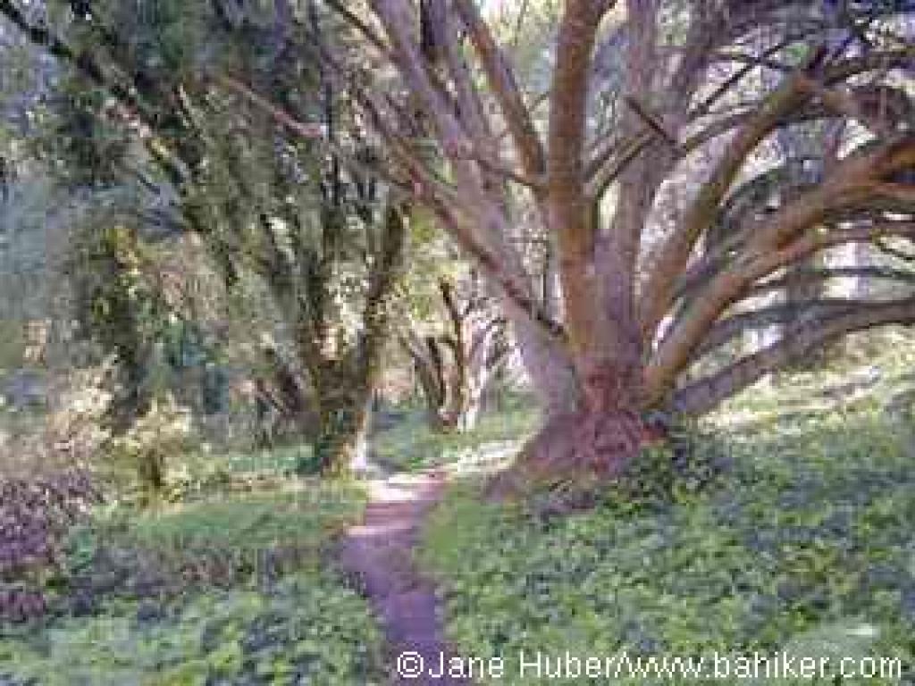 Matt Davis Trail