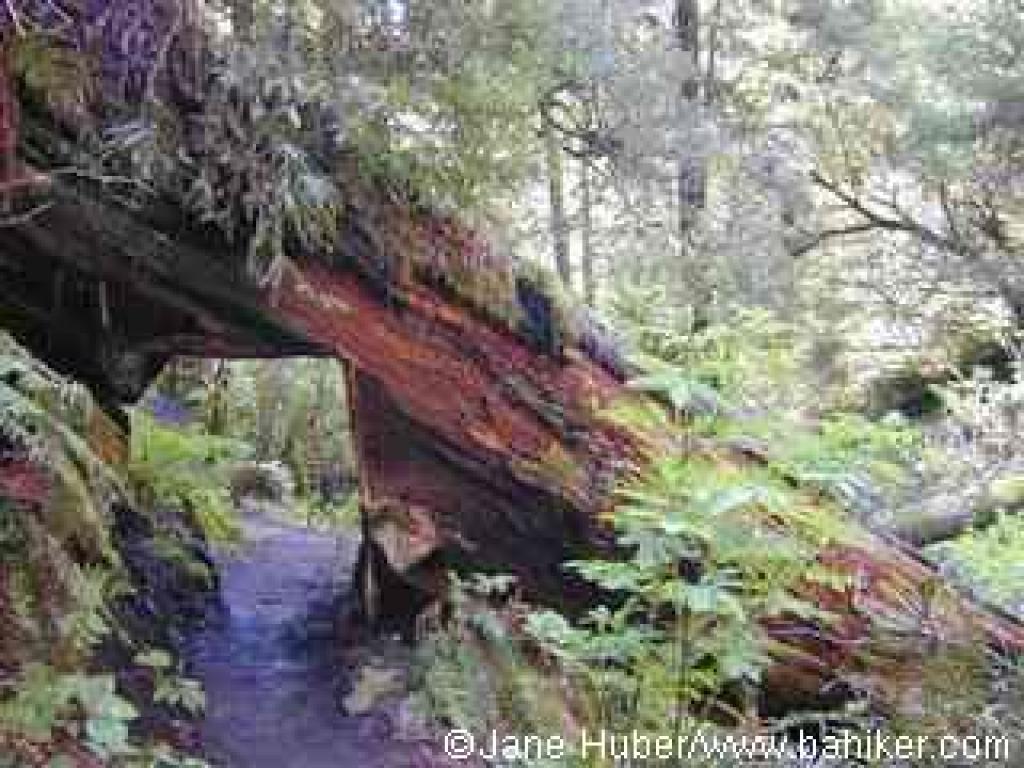 Steep Ravine Trail