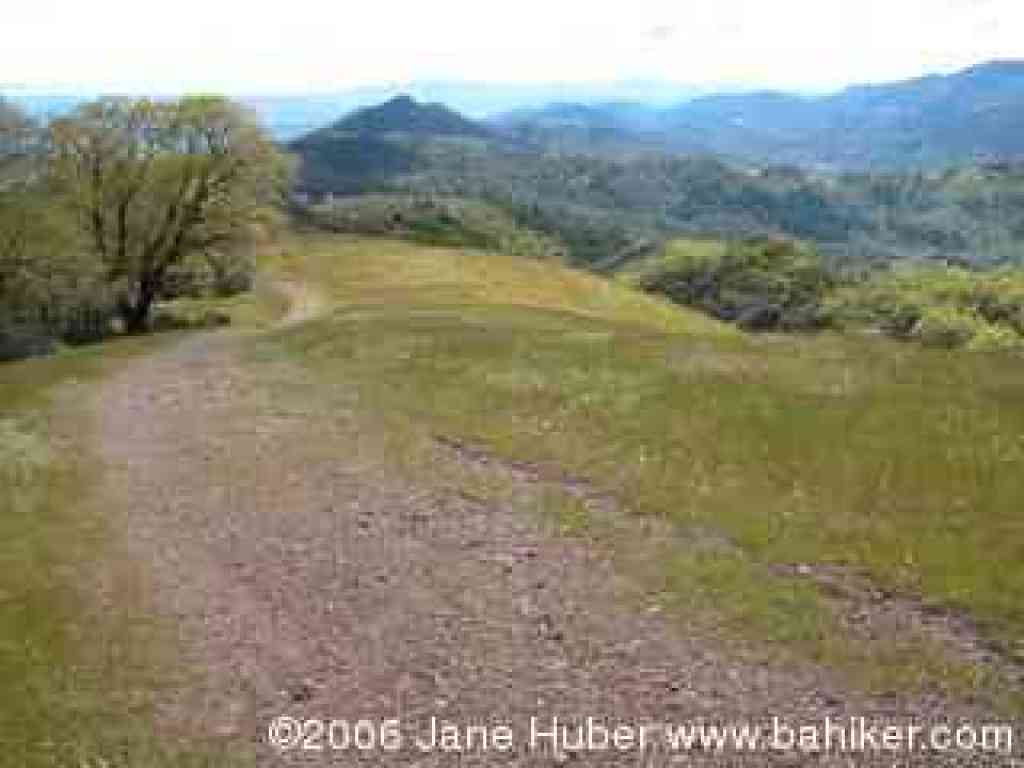 Gray Pine Trail