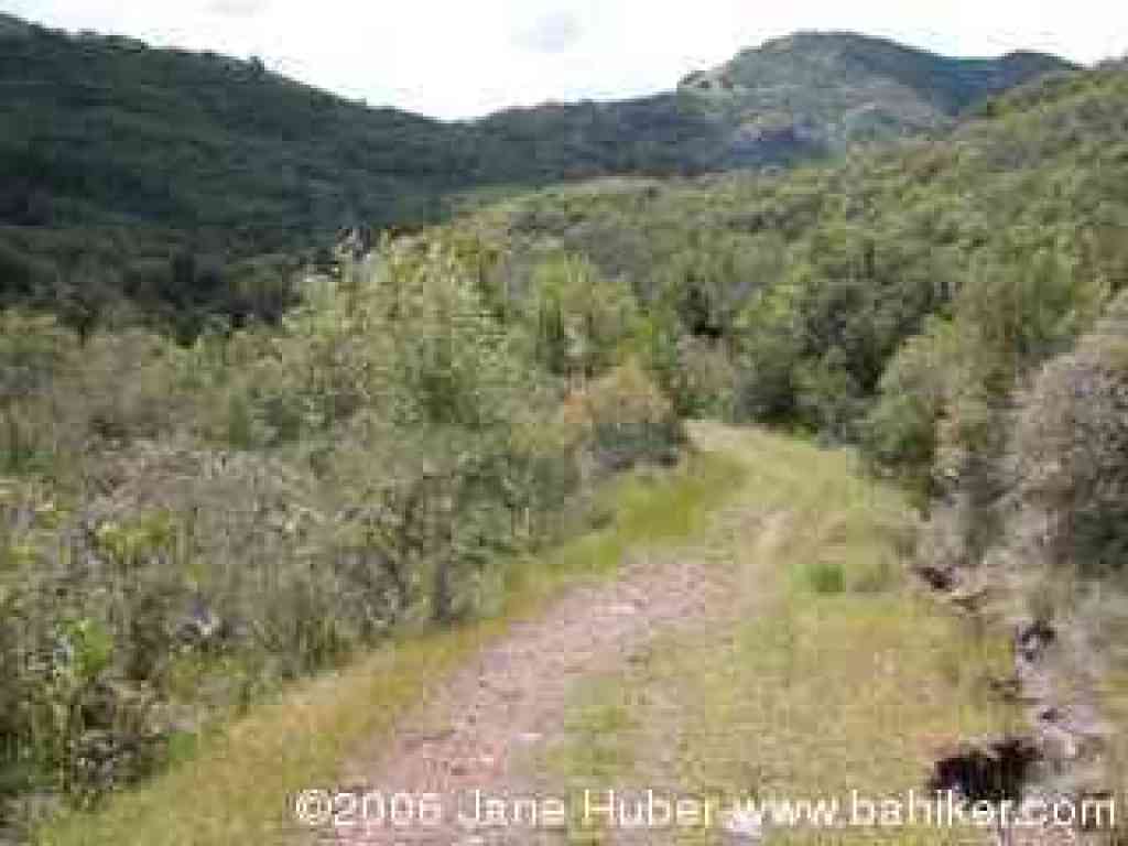 Gray Pine Trail