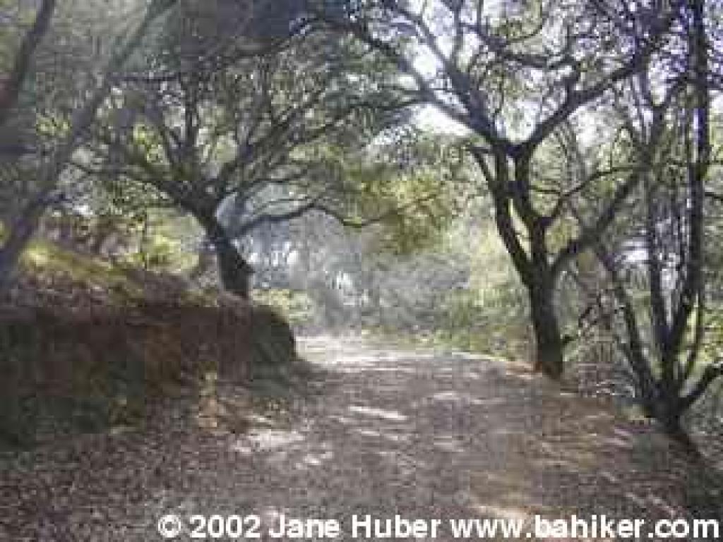 Woods on Irving Fire Road