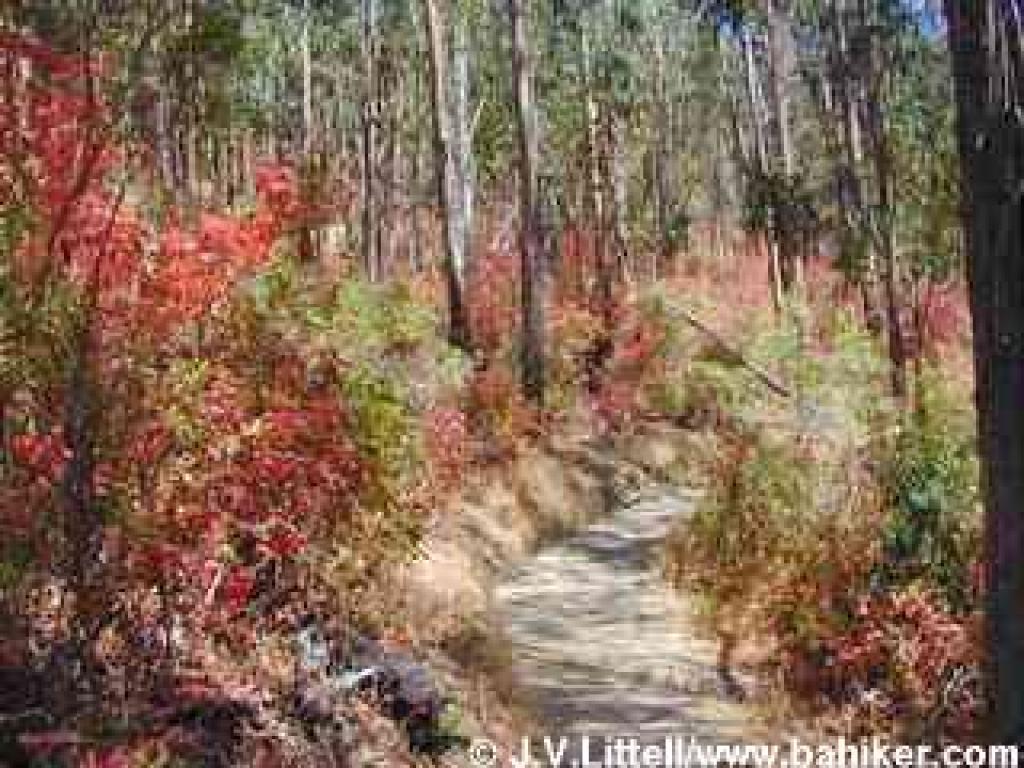 Poison oak and eucalyptus on Sorich Park Trail