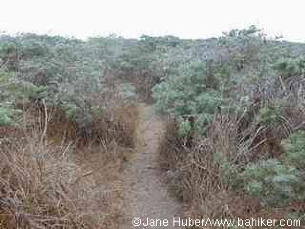 Yellow bush lupine crowding the trail