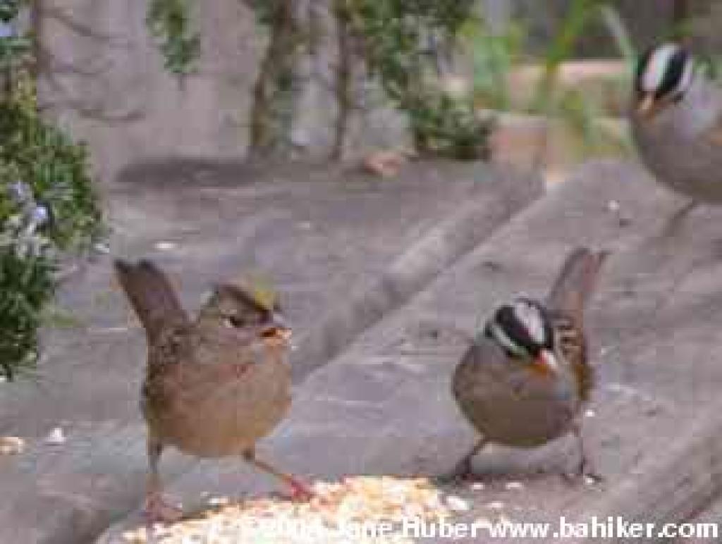 golden crowed and white crowned sparrows