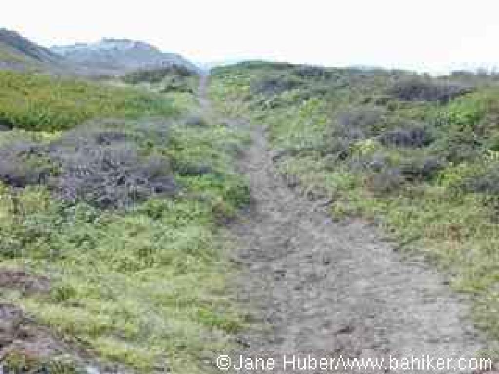 Dune path in spring