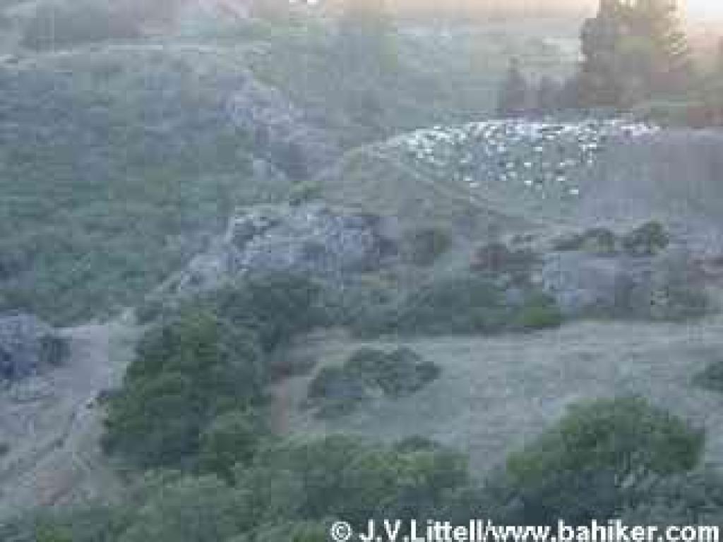 Goats on the hill, taken from the hillside near Safeway on Diamond Heights