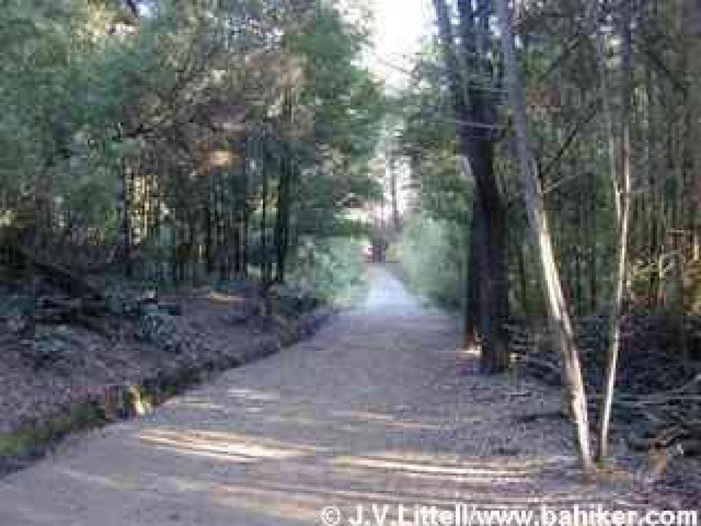 Non native plants line this section of Ecology Trail