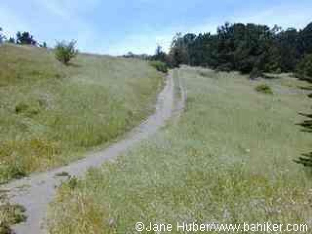 Ascending through grassland