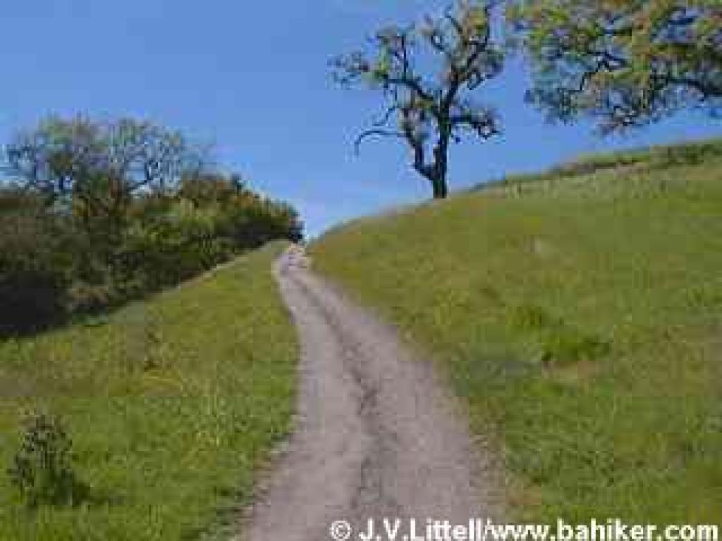 Corte Madera Trail in spring