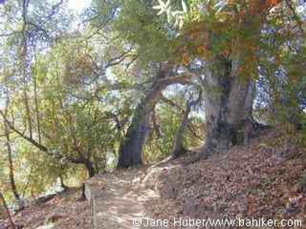 Woodrat Trail