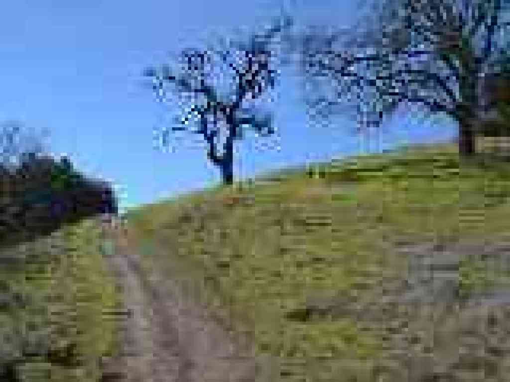 Climbing past oaks