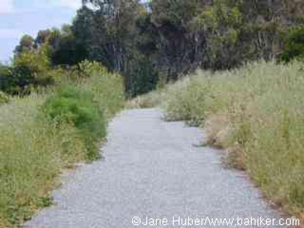 Jackrabbit on trail
