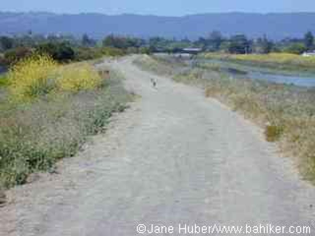 A jackrabbit on San Francisquito Creek Trail