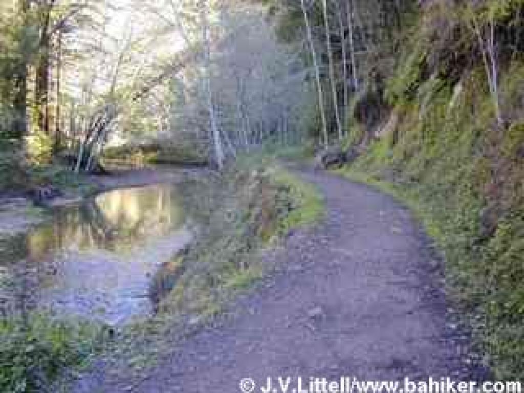 Along Waddell Creek