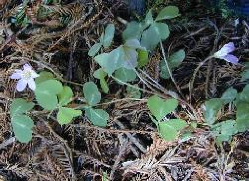 Redwood sorrel