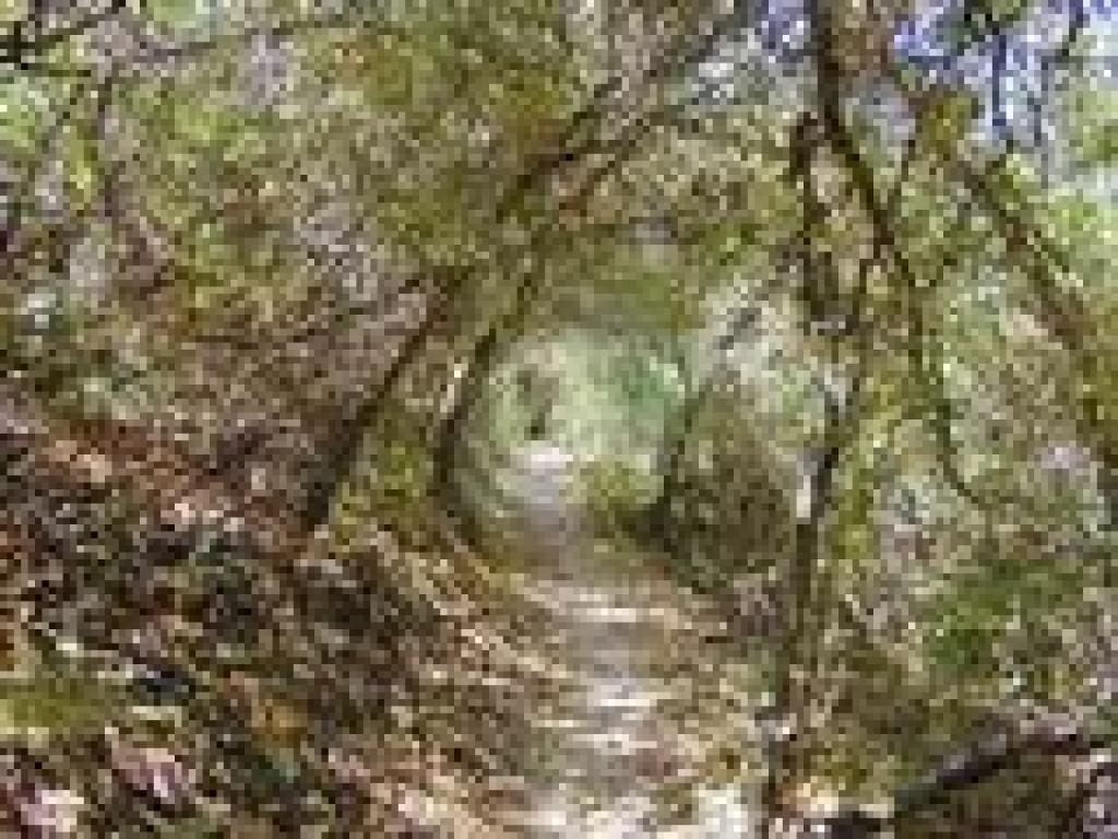 Tunnel of vegetation