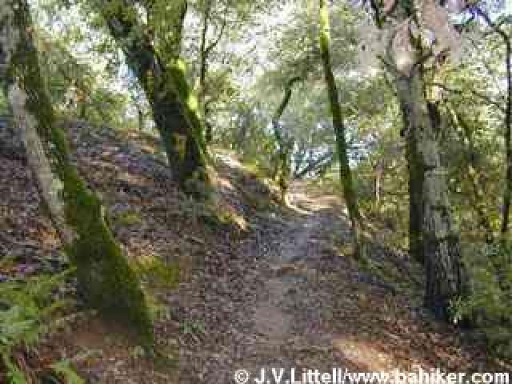 Meadow Trail