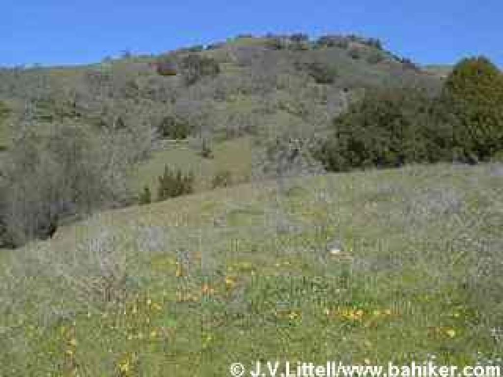 Johnny-jump-ups sprawl through the grass on a hill just off Hunting Hollow Road