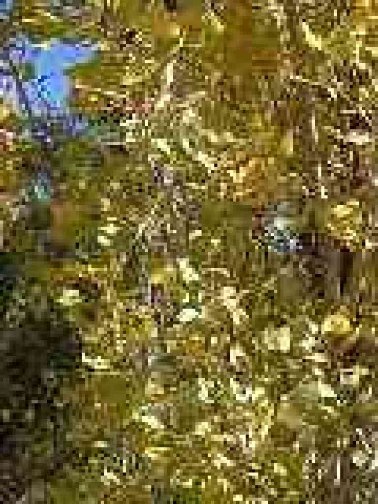 Cottonwood leaves
