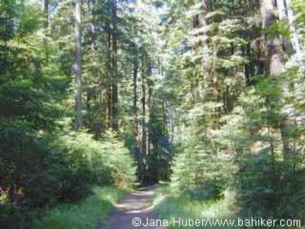 El Corte Madera Creek Trail