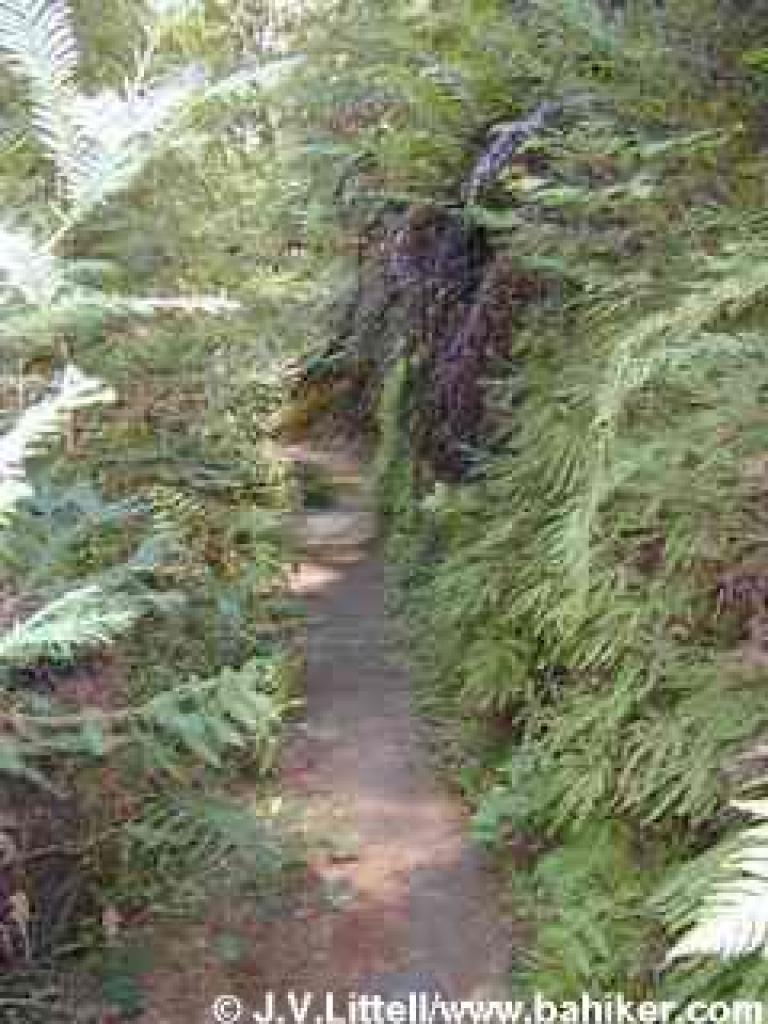 Ferns cascade down the hillside on Fall Creek Trail