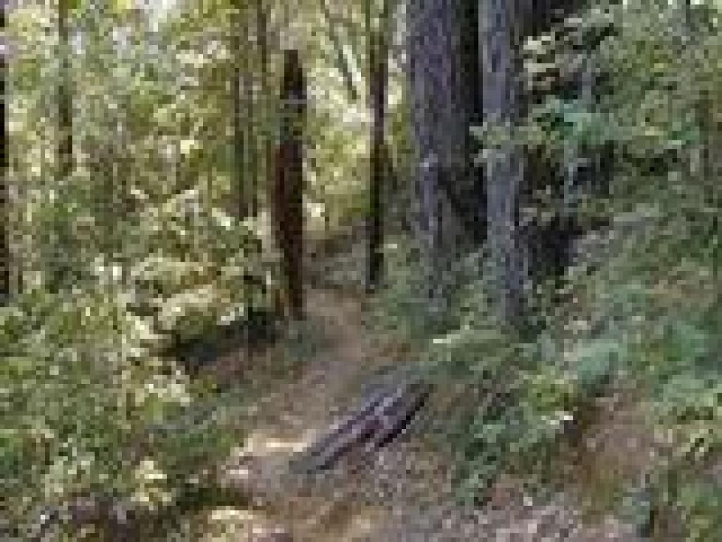 The slight path descends through woods