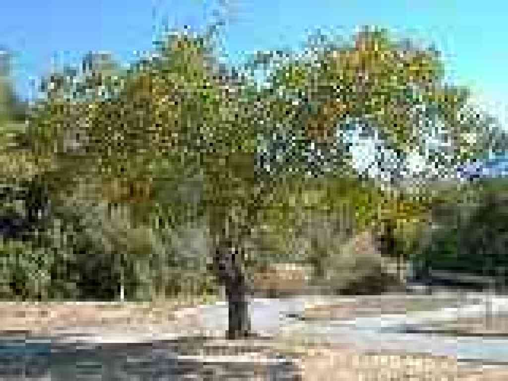 Walnut tree
