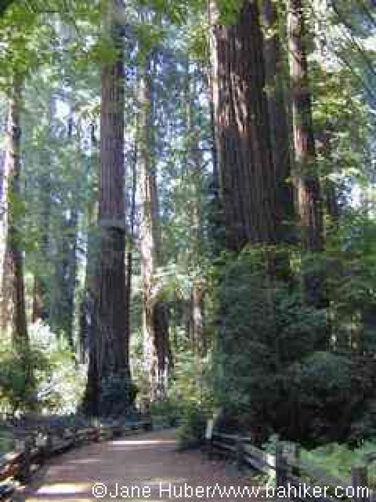 The main redwood grove