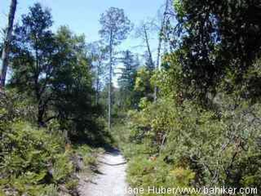 Pine Trail
