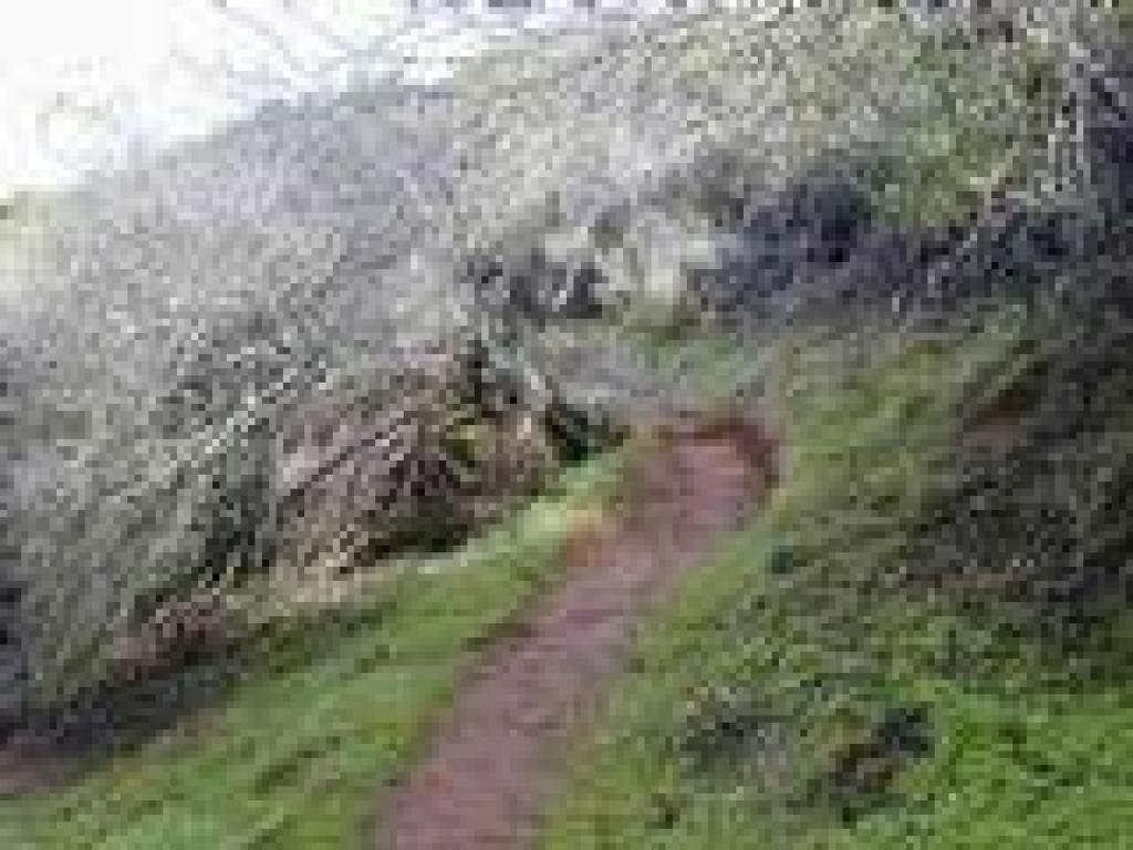 Toyon Trail