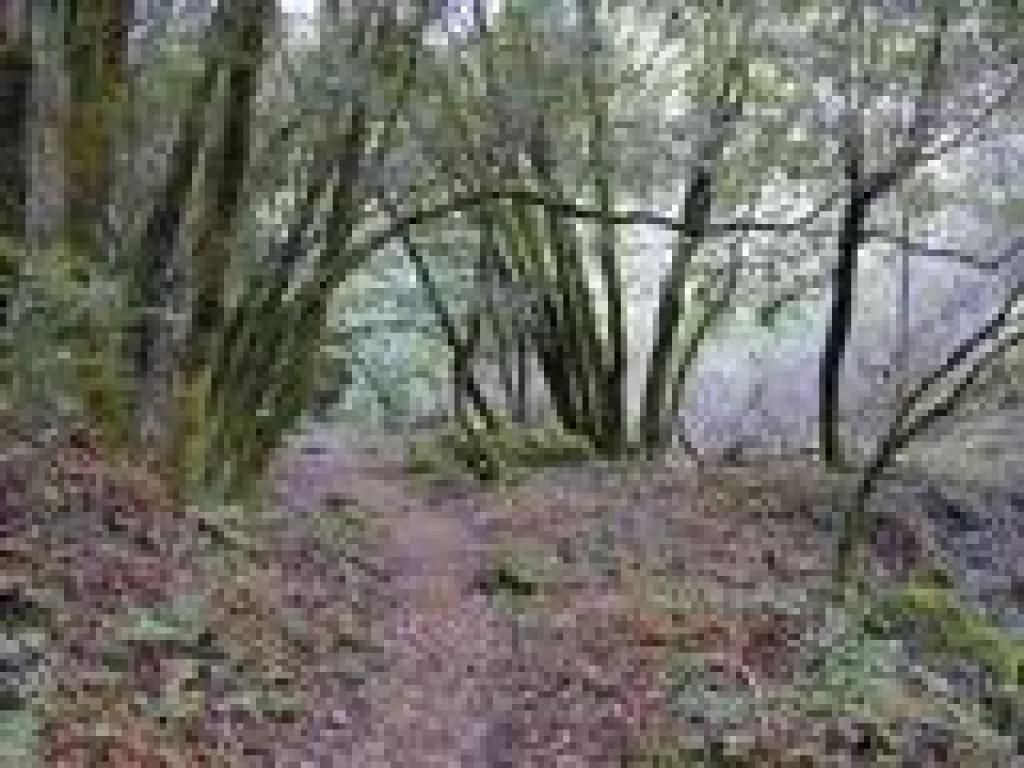 Bunny Creek Loop Trail