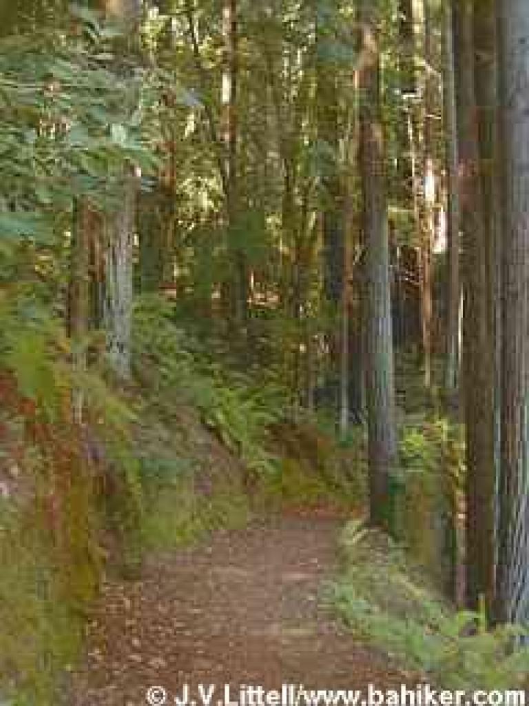 Redwoods on Dean Trail