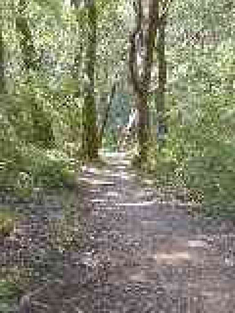 Oaks line the trail